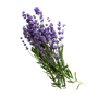 Botanical Body Cream | Lavender By The Sea